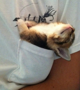 Illustration de l'article : 18 photos d'animaux dont les choix de lieux et de postures de sommeil vous laisseront perplexes