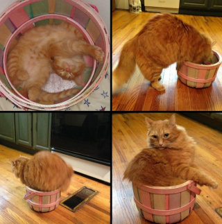 Illustration de l'article : 18 photos d'animaux dont les choix de lieux et de postures de sommeil vous laisseront perplexes