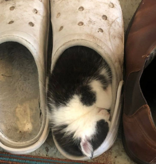 Illustration de l'article : 18 photos d'animaux dont les choix de lieux et de postures de sommeil vous laisseront perplexes