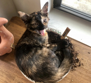 Illustration de l'article : 18 photos d'animaux dont les choix de lieux et de postures de sommeil vous laisseront perplexes