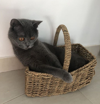 Illustration de l'article : 18 photos d'animaux dont les choix de lieux et de postures de sommeil vous laisseront perplexes