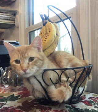 Illustration de l'article : 18 photos d'animaux dont les choix de lieux et de postures de sommeil vous laisseront perplexes