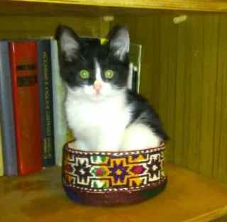 Illustration de l'article : 18 photos d'animaux dont les choix de lieux et de postures de sommeil vous laisseront perplexes