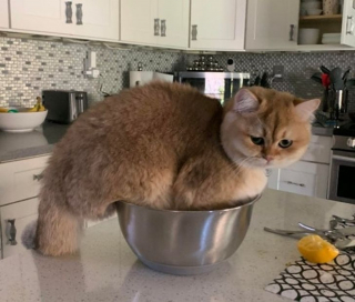 Illustration de l'article : 18 photos d'animaux dont les choix de lieux et de postures de sommeil vous laisseront perplexes