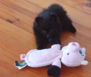 Illustration de l'article : 14 photos craquantes de Gizmo, une adorable chienne aux allures de peluche