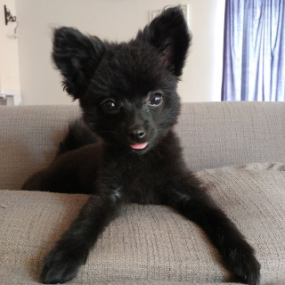 Illustration de l'article : 14 photos craquantes de Gizmo, une adorable chienne aux allures de peluche