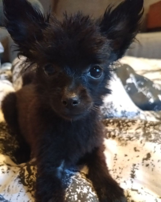 Illustration de l'article : 14 photos craquantes de Gizmo, une adorable chienne aux allures de peluche