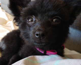 Illustration de l'article : 14 photos craquantes de Gizmo, une adorable chienne aux allures de peluche