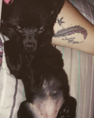 Illustration de l'article : 14 photos craquantes de Gizmo, une adorable chienne aux allures de peluche