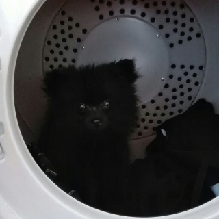 Illustration de l'article : 14 photos craquantes de Gizmo, une adorable chienne aux allures de peluche