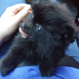 Illustration de l'article : 14 photos craquantes de Gizmo, une adorable chienne aux allures de peluche