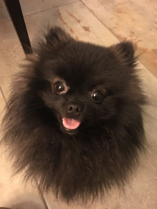 Illustration de l'article : 14 photos craquantes de Gizmo, une adorable chienne aux allures de peluche