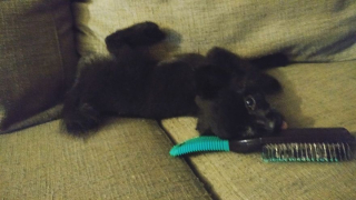 Illustration de l'article : 14 photos craquantes de Gizmo, une adorable chienne aux allures de peluche