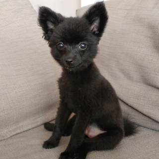 Illustration de l'article : 14 photos craquantes de Gizmo, une adorable chienne aux allures de peluche