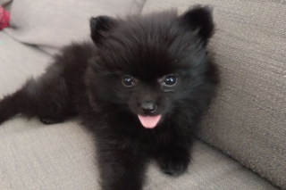 Illustration de l'article : 14 photos craquantes de Gizmo, une adorable chienne aux allures de peluche