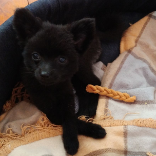 Illustration de l'article : 14 photos craquantes de Gizmo, une adorable chienne aux allures de peluche