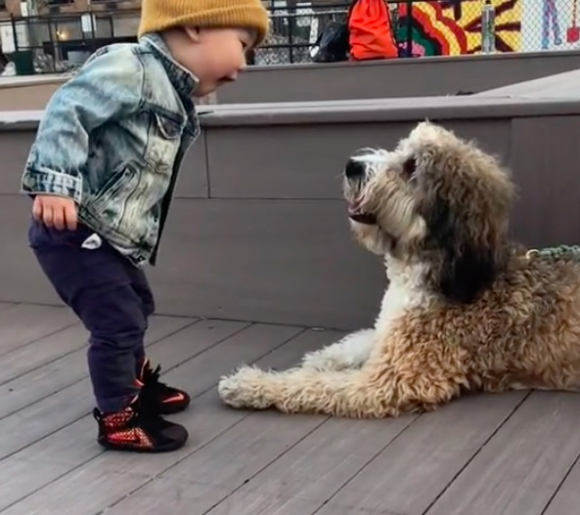 La première rencontre entre un petit garçon et un chien émeut la toile