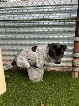 Illustration de l'article : Un refuge offre une piscine à l’un de ses chiens, mais ce dernier préfère se rafraîchir dans un contenant bien plus étroit