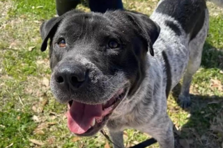 Illustration de l'article : Un refuge offre une piscine à l’un de ses chiens, mais ce dernier préfère se rafraîchir dans un contenant bien plus étroit