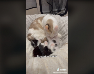 Illustration de l'article : Cette maman chat a dépassé sa peur des humains pour mettre ses chatons en sécurité dans une famille