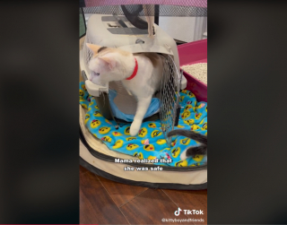 Illustration de l'article : Cette maman chat a dépassé sa peur des humains pour mettre ses chatons en sécurité dans une famille