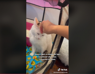 Illustration de l'article : Cette maman chat a dépassé sa peur des humains pour mettre ses chatons en sécurité dans une famille