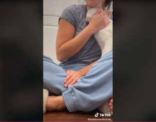 Illustration de l'article : Cette maman chat a dépassé sa peur des humains pour mettre ses chatons en sécurité dans une famille