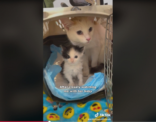 Illustration de l'article : Cette maman chat a dépassé sa peur des humains pour mettre ses chatons en sécurité dans une famille