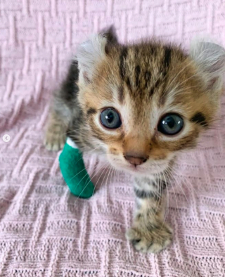 Illustration de l'article : Ce chaton né avec des orteils surnuméraires découvre le plaisir de courir librement