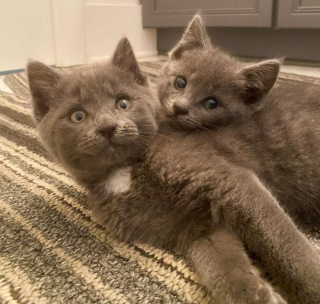 Illustration de l'article : Une famille d’accueil prend une décision très touchante concernant deux chatons atteints d’une maladie neurologique