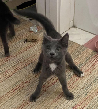 Illustration de l'article : Une famille d’accueil prend une décision très touchante concernant deux chatons atteints d’une maladie neurologique