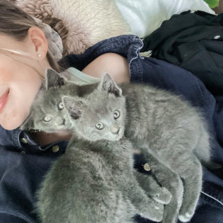 Illustration de l'article : Une famille d’accueil prend une décision très touchante concernant deux chatons atteints d’une maladie neurologique