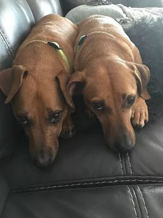 Illustration de l'article : Des années après avoir adopté son chien, une femme en accueille 2 autres et découvre qu’ils sont les frères et sœurs du premier