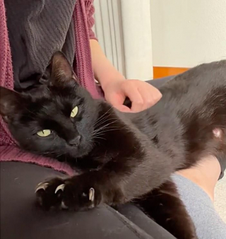 Illustration de l'article : Une chatte et ses 4 petits sont sauvés d’une maison où ils étaient négligés et apprennent à faire confiance aux humains