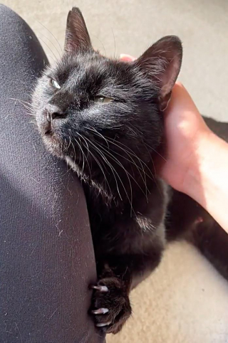 Illustration de l'article : Une chatte et ses 4 petits sont sauvés d’une maison où ils étaient négligés et apprennent à faire confiance aux humains