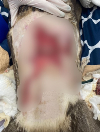 Illustration de l'article : Brûlé par un produit chimique dans un laboratoire de fabrication de drogue, ce chien n’a même pas été soigné par ses propriétaires