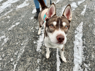 Illustration de l'article : Brûlé par un produit chimique dans un laboratoire de fabrication de drogue, ce chien n’a même pas été soigné par ses propriétaires