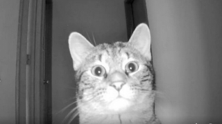 Illustration de l'article : Vidéo : Un homme installe une caméra pour surveiller son chat, mais sa tentative de discrétion échoue