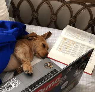 Illustration de l'article : 12 photos amusantes d'animaux qui sont d'humeur studieuse