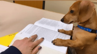 Illustration de l'article : 12 photos amusantes d'animaux qui sont d'humeur studieuse