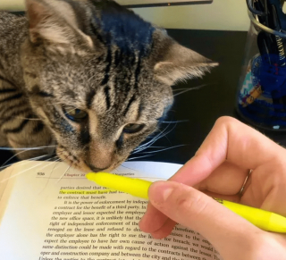 Illustration de l'article : 12 photos amusantes d'animaux qui sont d'humeur studieuse