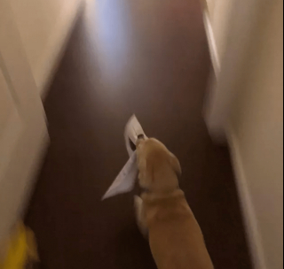 Illustration de l'article : 12 photos amusantes d'animaux qui sont d'humeur studieuse