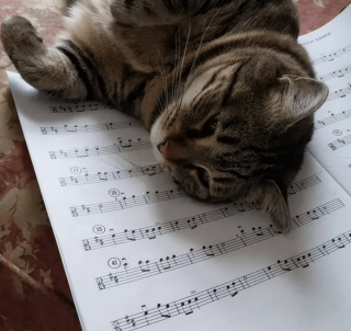 Illustration de l'article : 12 photos amusantes d'animaux qui sont d'humeur studieuse