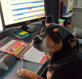 Illustration de l'article : 12 photos amusantes d'animaux qui sont d'humeur studieuse