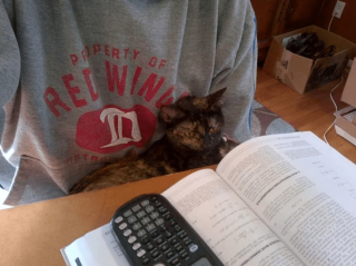 Illustration de l'article : 12 photos amusantes d'animaux qui sont d'humeur studieuse