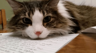 Illustration de l'article : 12 photos amusantes d'animaux qui sont d'humeur studieuse