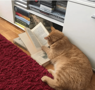 Illustration de l'article : 12 photos amusantes d'animaux qui sont d'humeur studieuse