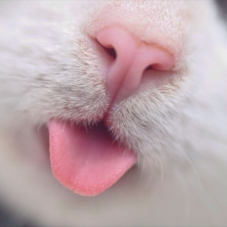 Illustration de l'article : 20 photos irrésistibles de nez de chats en gros plan