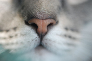 Illustration de l'article : 20 photos irrésistibles de nez de chats en gros plan