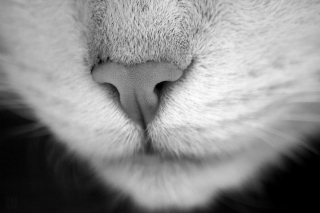 Illustration de l'article : 20 photos irrésistibles de nez de chats en gros plan